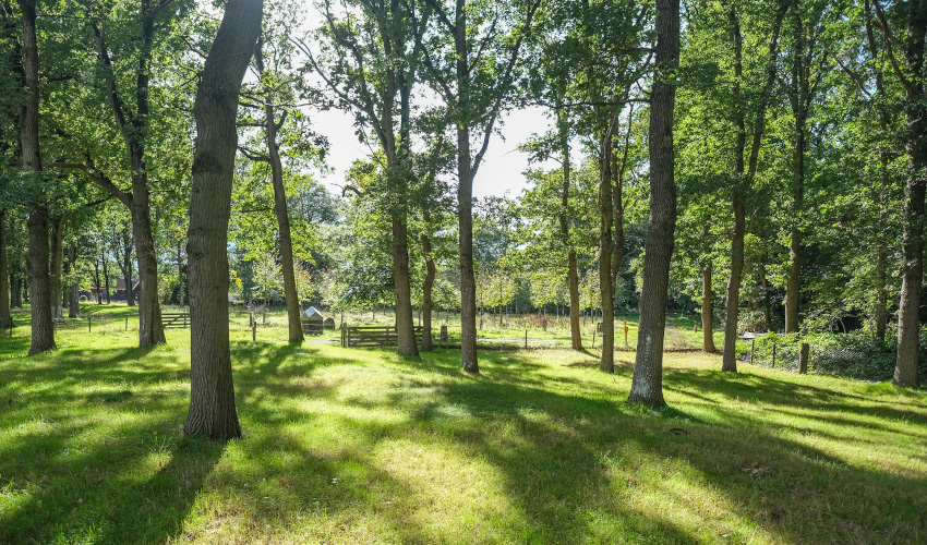 Plant- en Kaprecht Brink Zuidvelde