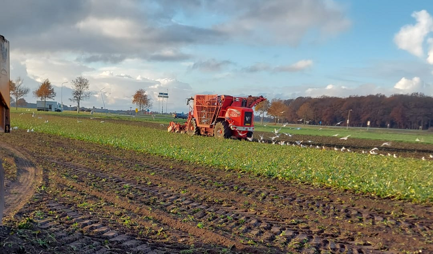 Bietenrooien