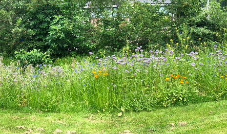 Biodiversiteit