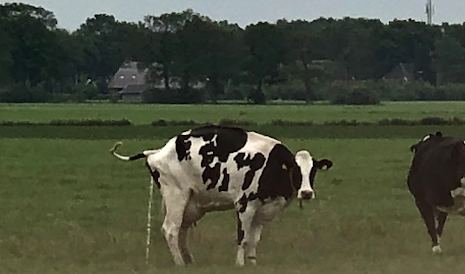 Melkveebedrijven Drenthe
