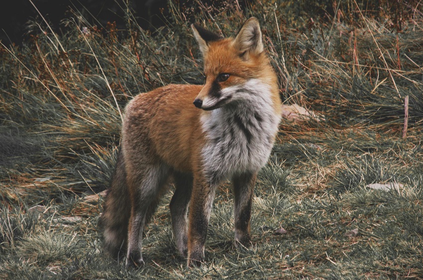 Faunabeheer in Drenthe