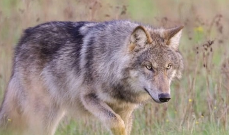 Wolven in Drenthe